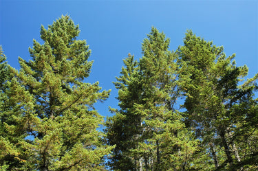 20 DOUGLAS FIR Tree Abies Pseudotsuga Menziesii Christmas Tree Blue Douglas Pine Spruce Native Evergreen Seeds